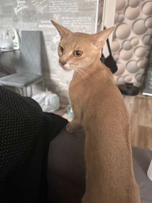 Абиссинские котята в Тюмени