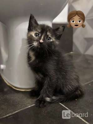Котята в добрые руки! в Казани фото 6
