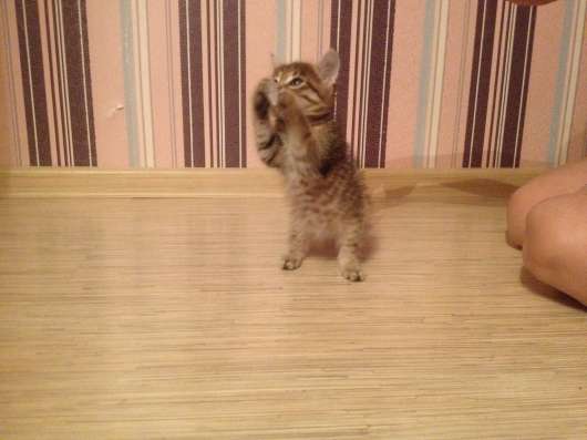 Отдам котенка в добрые руки в Оренбурге