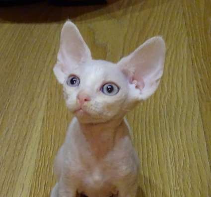Котята Девон рекс