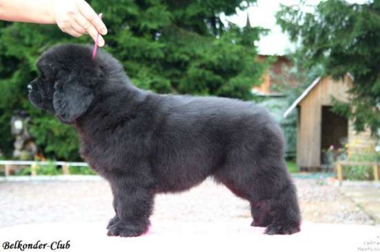 Щенки ньюфаундленда в СПб в Санкт-Петербурге фото 17