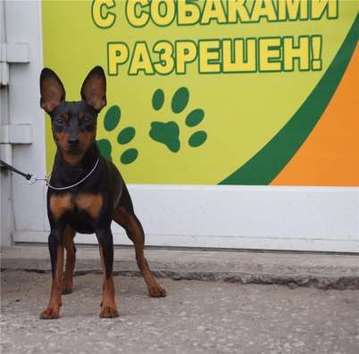 Щенки минпина из питомника-продаются! в Чите фото 6