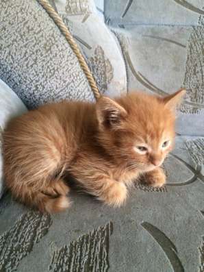 Котята