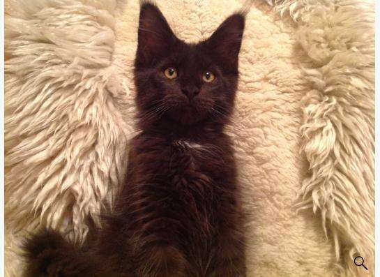 котята Мейн Кун